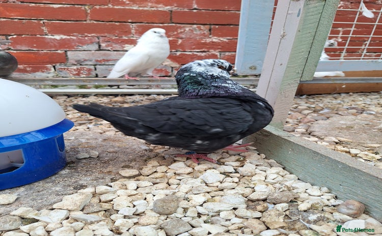 Pigeons birds - Advert 9
