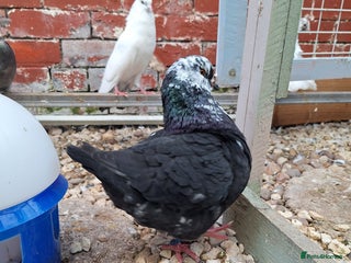 Pigeons birds - Advert 22