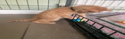 Mixed Breed cats for sale: Beautiful characterful kittens for sale. - Advert 8
