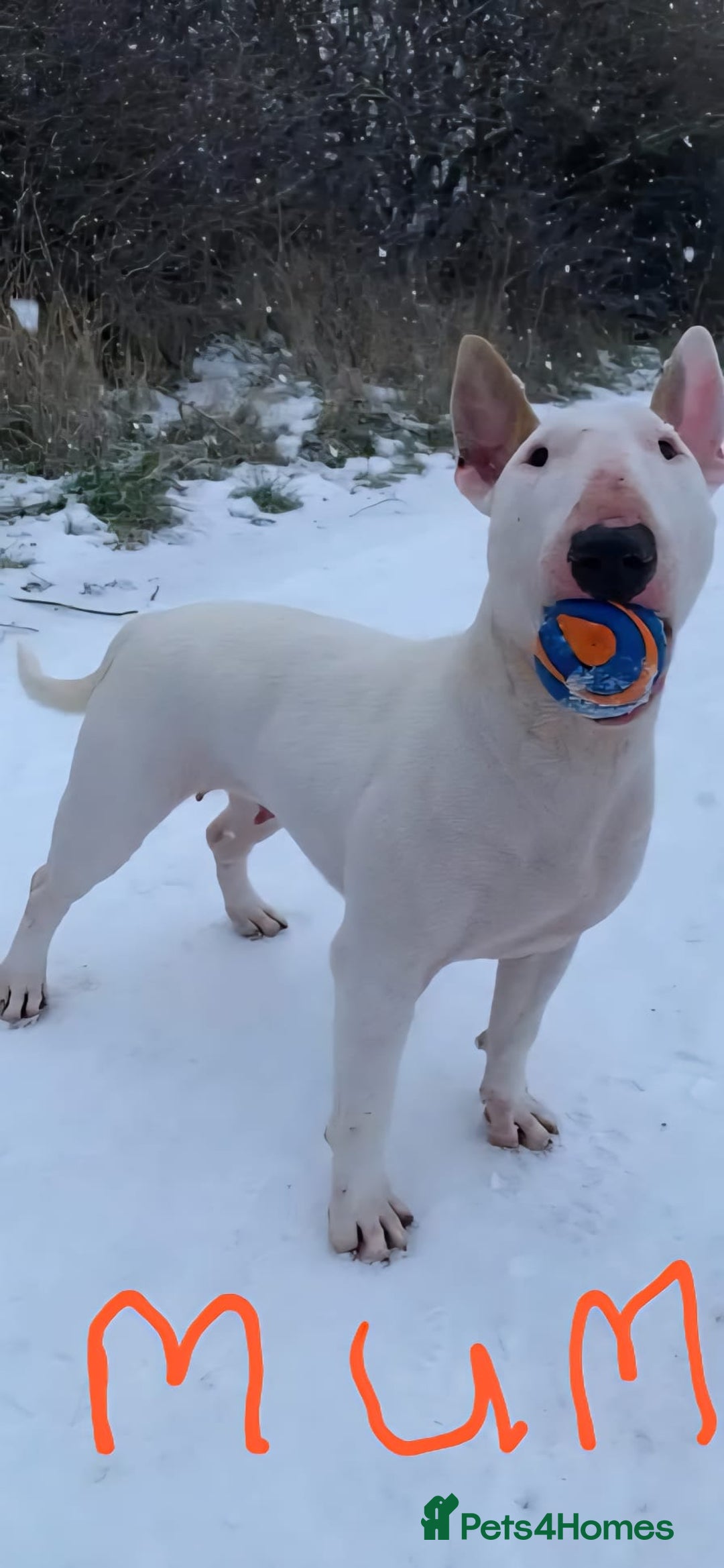 English Bull Terrier dogs for sale: English bull terrier bitch - Advert 3