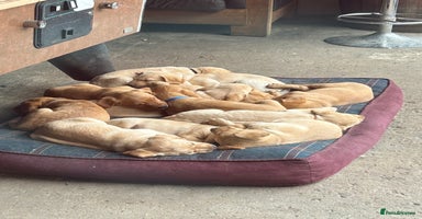 Labrador Retriever dogs - Advert 9
