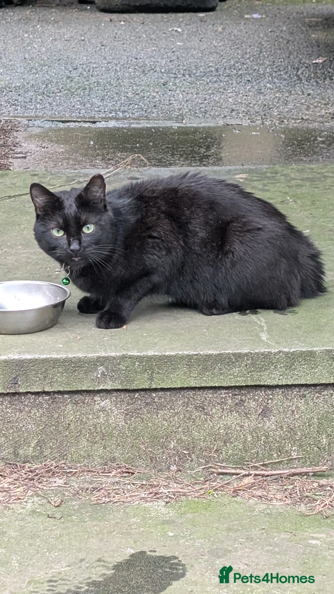 Mixed Breed cats for sale: Black Cat 1yo - Advert 3