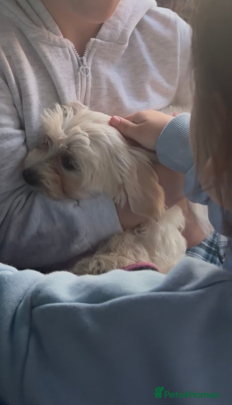 Bichon Frise dogs Girl puppy  - Advert 2