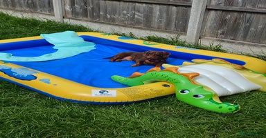 Dachshund dogs - Advert 7