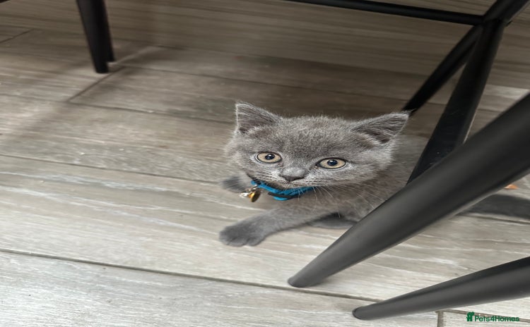 British Shorthair cats in Rotherham - Advert 14