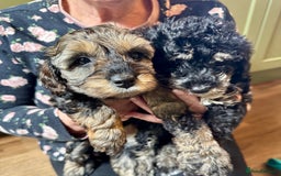 Schnoodle dogs for sale: Miniature Schoodle puppies - Image 16