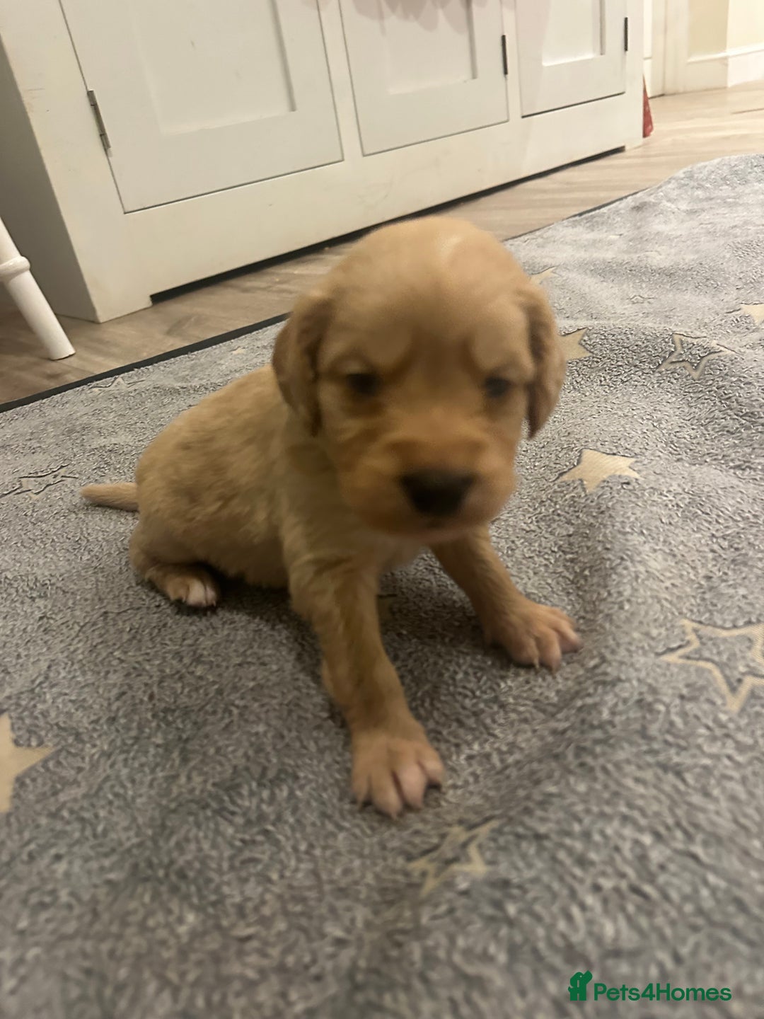 Mixed Breed dogs for sale: Golden Cocker Retriever Puppies  - Advert 5