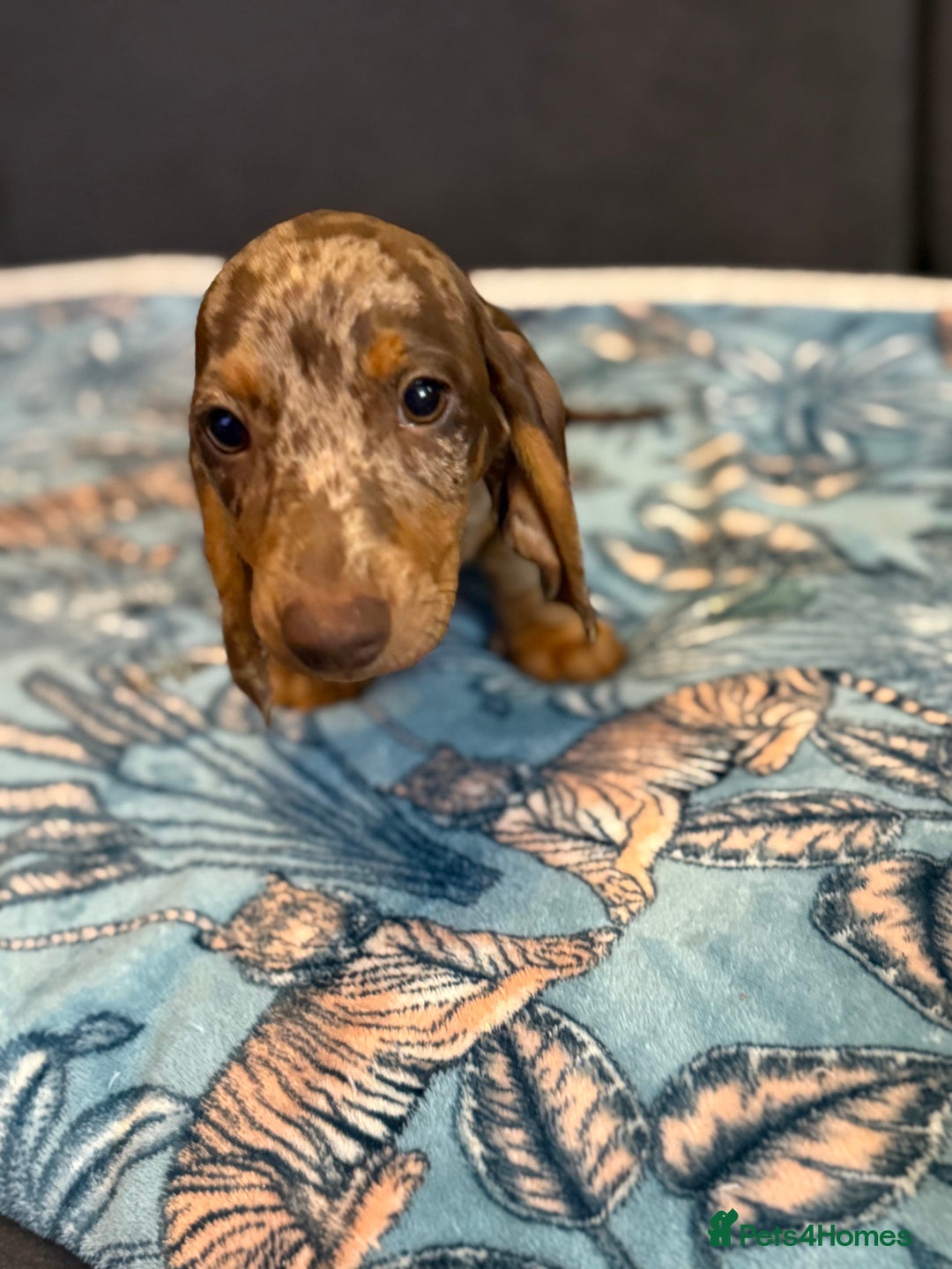 Dachshund dogs for sale: SOLD OUT! Thank you very much!!! Lovely Dachshunds - Advert 23