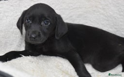 Labrador Retriever dogs for sale: Quality Pedigree Black Girl **WILLOW** - Image 5