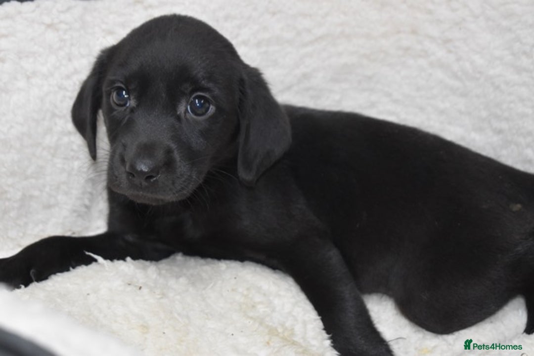 Labrador Retriever dogs for sale: Quality Pedigree Black Girl **WILLOW** - Image 5