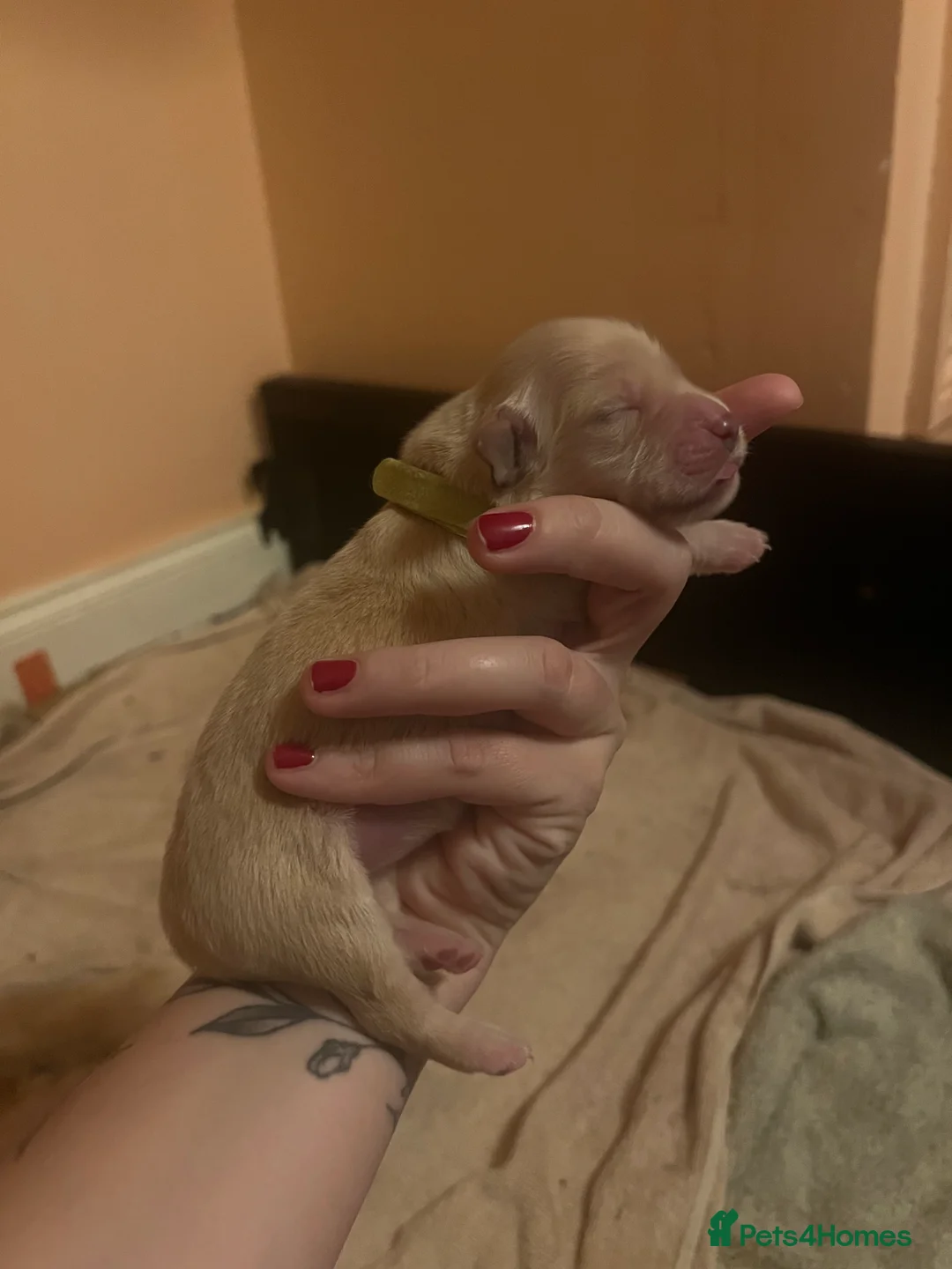 Golden Retriever dogs for sale: LITTLE BUNS - Advert 14