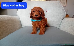 Cockapoo dogs for sale: Dark red F1b Cockapoos - Image 5