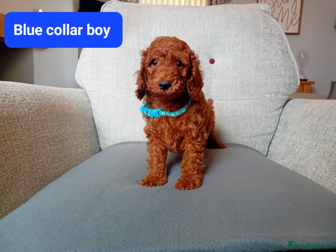 Cockapoo dogs for sale: Dark red F1b Cockapoos - Image 5
