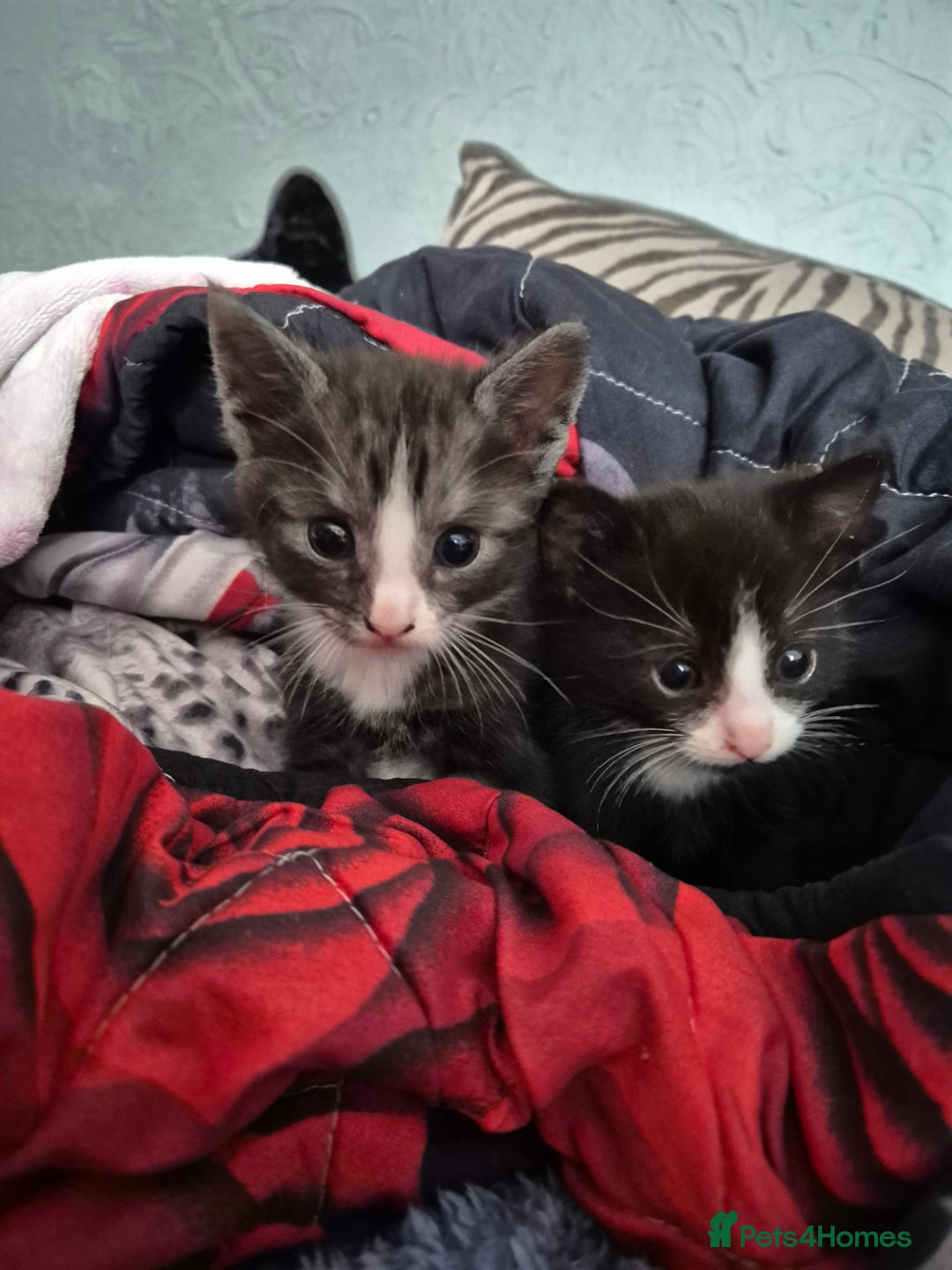 Mixed Breed cats for sale: Kittens for sale - Advert 5