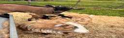 Goats livestock for sale: Pygmy goats  - Advert 10