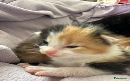 Domestic Shorthair cats for sale: 8 Beautiful kittens with stunning markings  - Image 21