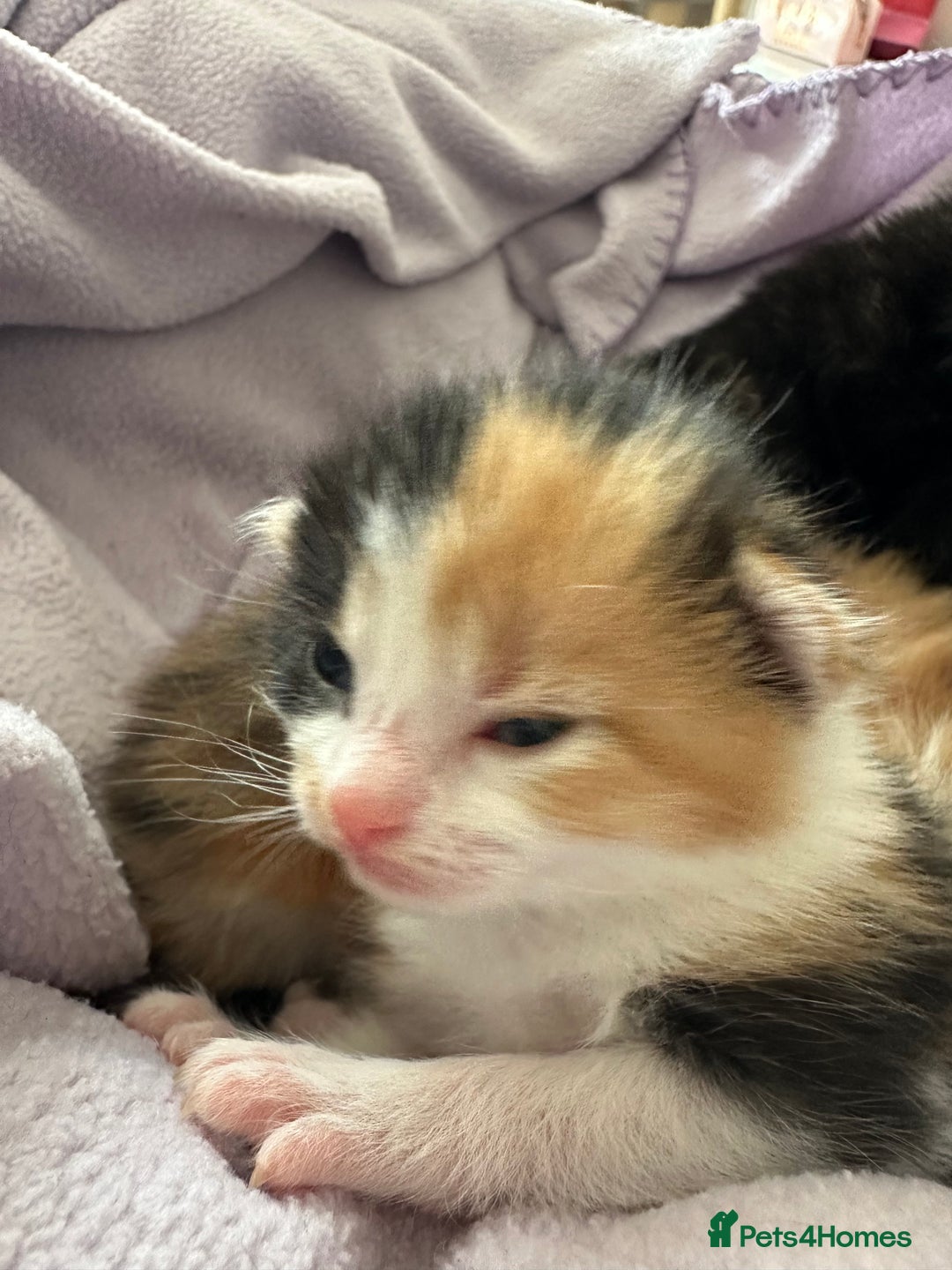 Domestic Shorthair cats for sale: 8 Beautiful kittens with stunning markings  - Image 21