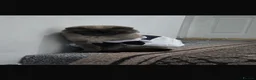 Scottish Fold cats for sale: Male scottish fold- URGENT SALE - Advert 13