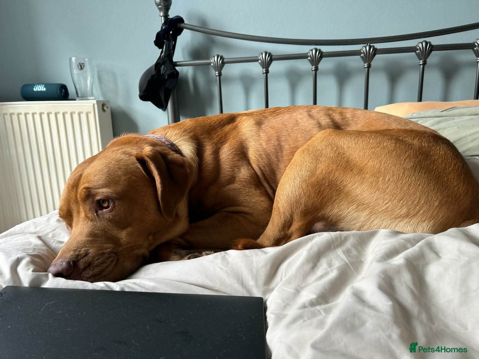 Dogue De Bordeaux dogs Urgent! Reduced fee‼️ - Jax - Advert 2