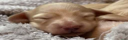 Miniature Dachshund dogs for sale: KC Longhaired Cream Miniature Dachshund Puppies - Advert 6