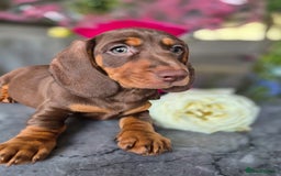 Dachshund dogs for sale: READY TO LEAVE Miniature dachshund puppies PRA CLR - Image 19