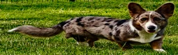Welsh Corgi Cardigan dogs for adoption: 🐾 GARRY – Male Welsh Corgi Cardigan 🐾 - Advert 7