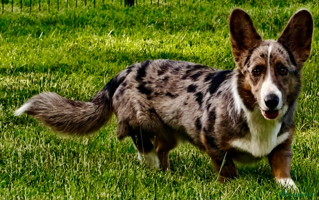 Welsh Corgi Cardigan dogs for adoption: 🐾 GARRY – Male Welsh Corgi Cardigan 🐾 - Advert 7