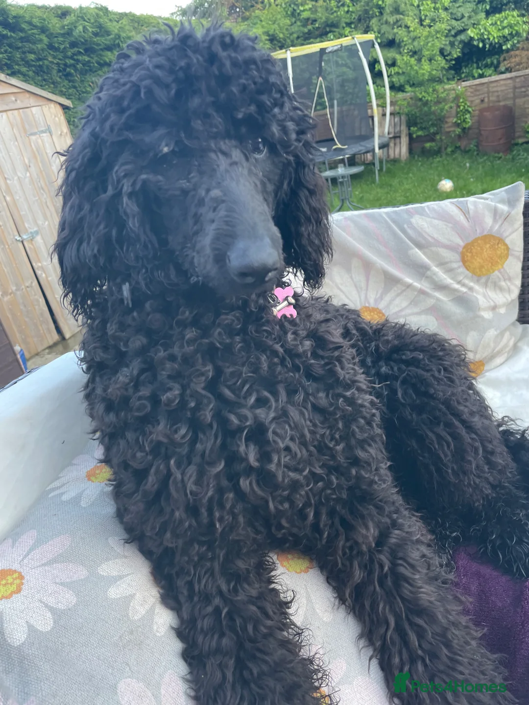Standard Poodle dogs for sale: Standard poodle - Advert 1