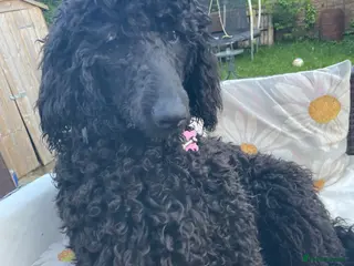 Standard Poodle dogs Standard poodle - Advert 1