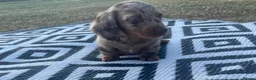Miniature Dachshund dogs for sale: Miniature longhaired dachshund  in Rochester - Advert 6