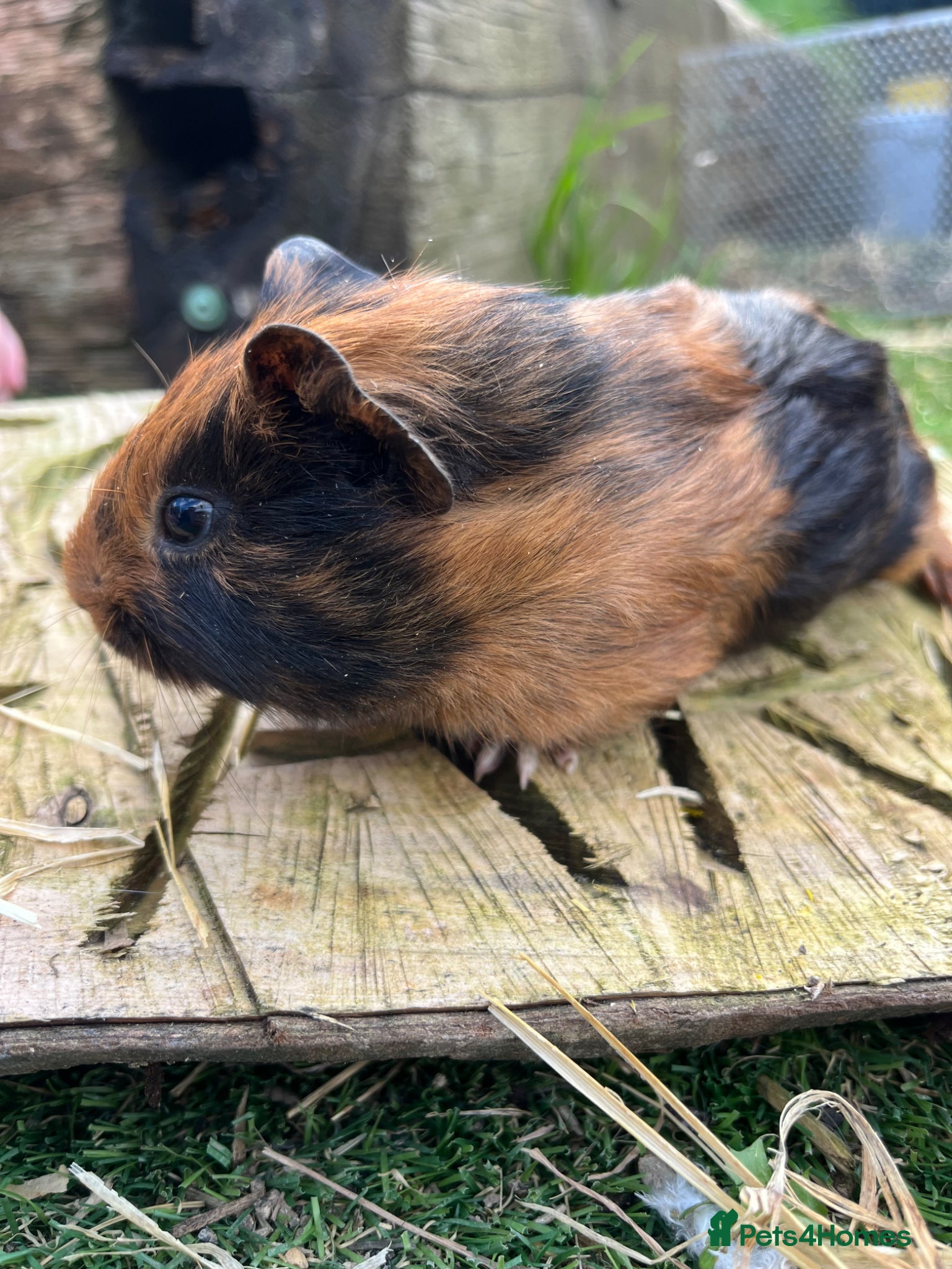 Guinea Pig rodents Fancy Guinea Pigs Only Males - Advert 14