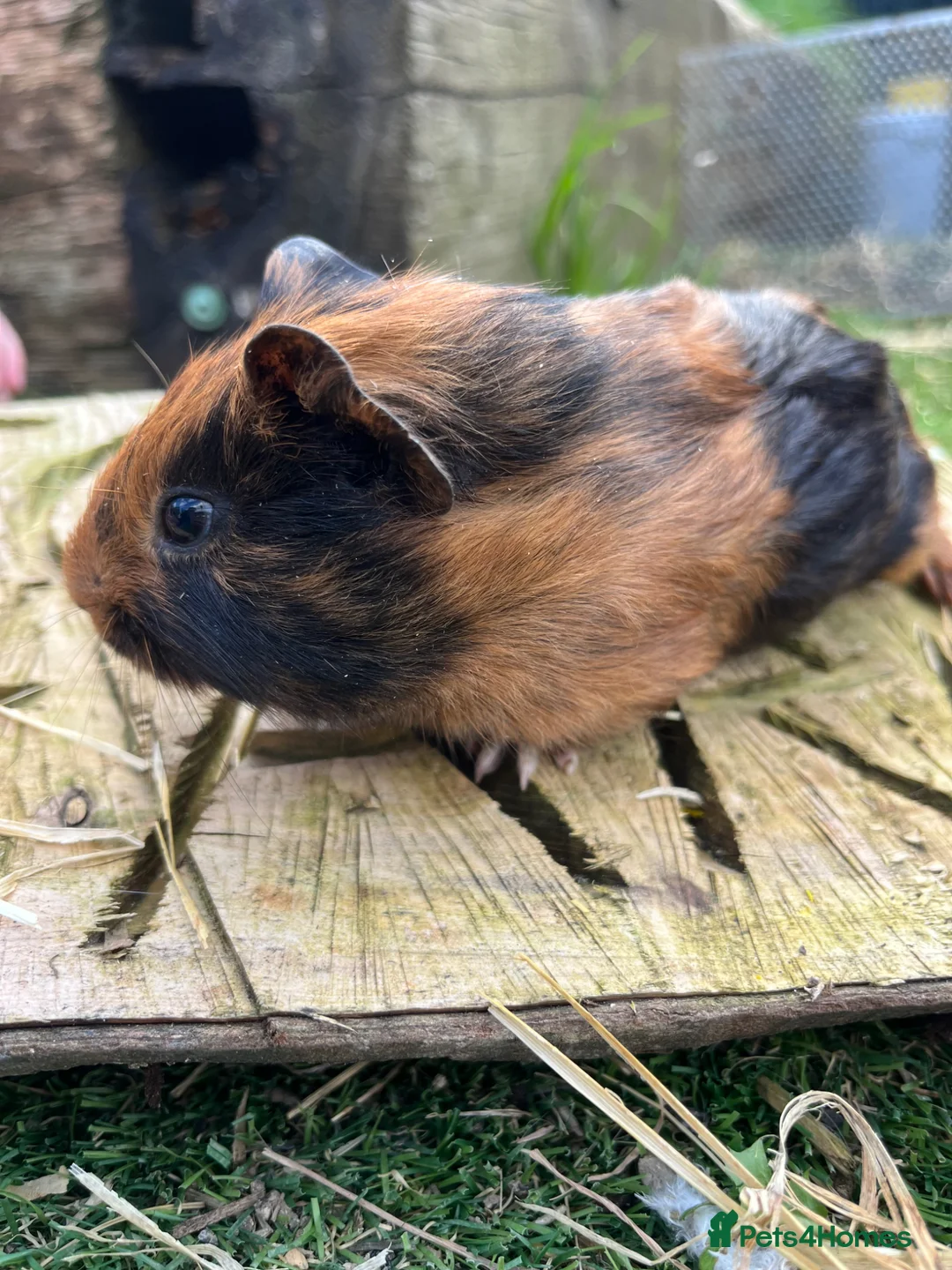 Guinea Pig rodents for sale: Fancy Guinea Pigs  - Advert 2