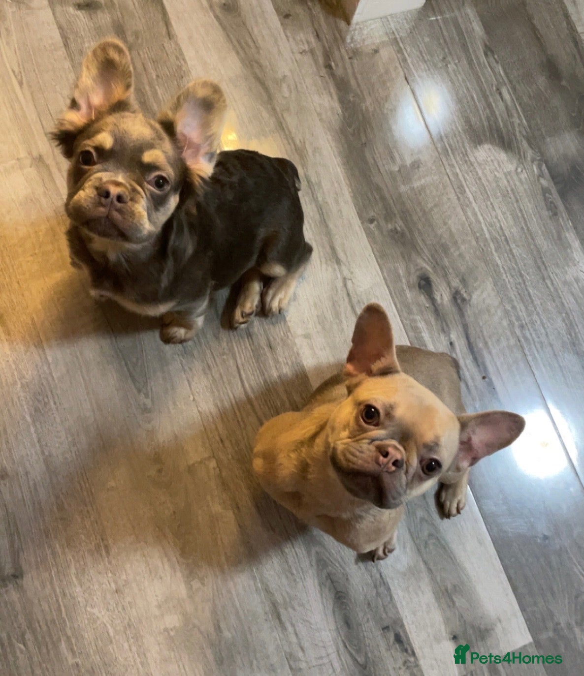 French Bulldog dogs Beautiful Frenchie Puppies  - Advert 2