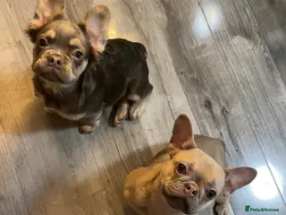 French Bulldog dogs Beautiful Frenchie Puppies - Advert 2