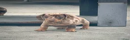 Miniature Dachshund dogs for sale: Outstanding Litter of Miniature dachshund puppies  - Advert 32