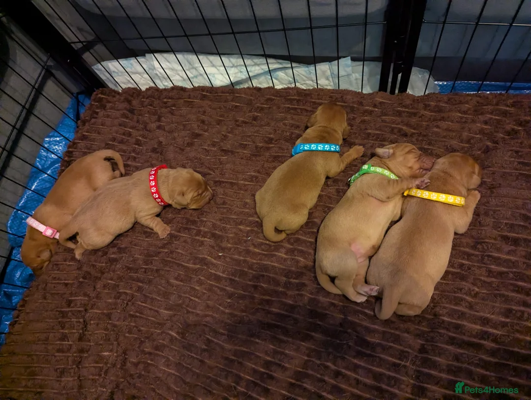Labrador Retriever dogs for sale: Beautiful Fox Red Labrador Retriever Puppies - Advert 9