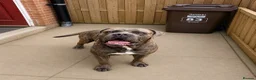 Cane Corso dogs for stud: Blue brindle cane corso stud, THE GOVERNOR  - Advert 3