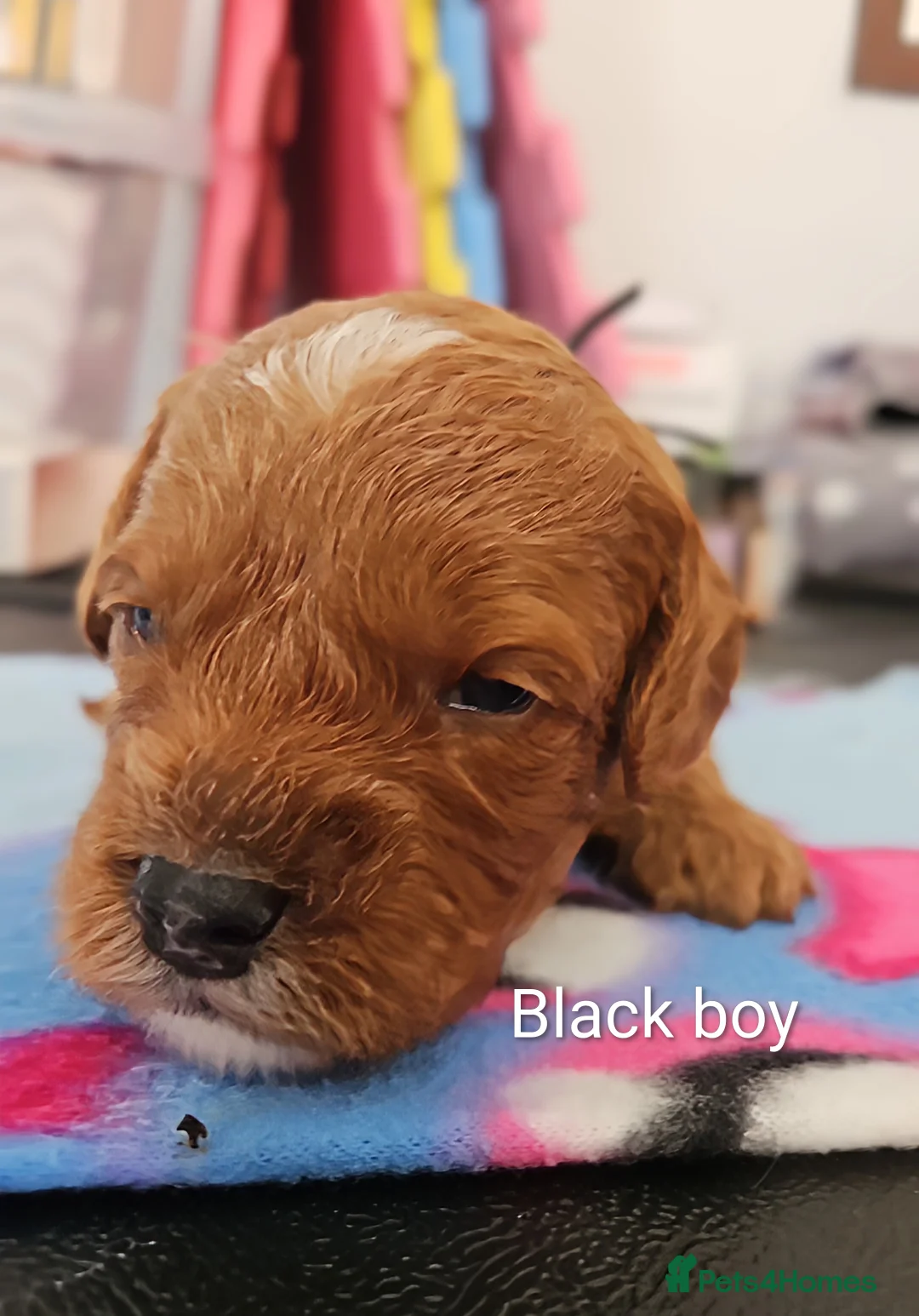 Cavapoo dogs for sale: Deep red Cavapoos in Holsworthy - Advert 22