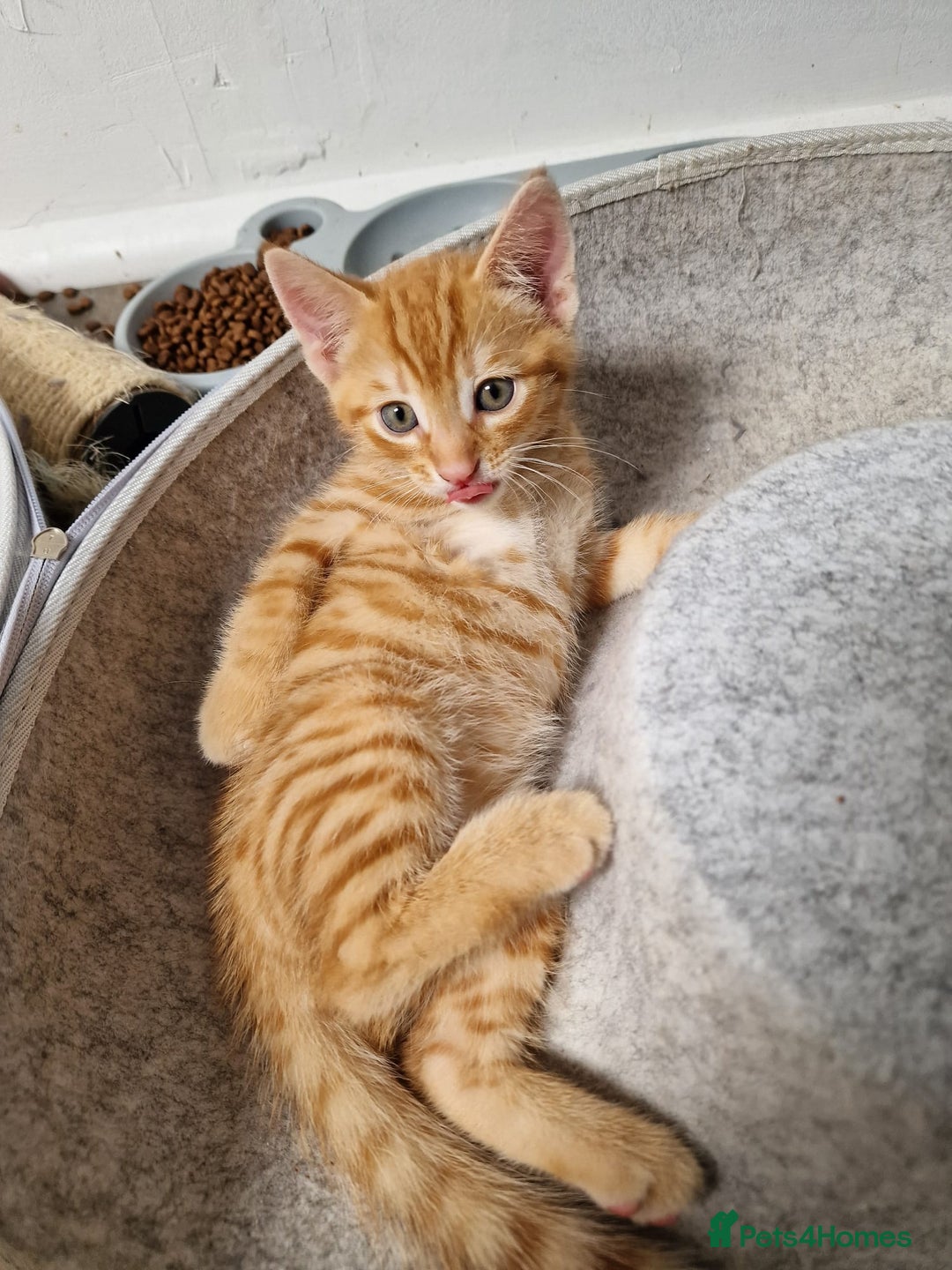 Mixed Breed cats for sale: 2 Ginger Boys, 1 Tabby Girl. Donate to charity - Image 31