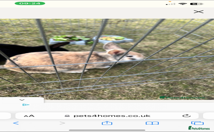 Mini Lop rabbits - Advert 8