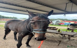 English Thoroughbred horses for sale: A big girl with huge heart to go far - Image 11