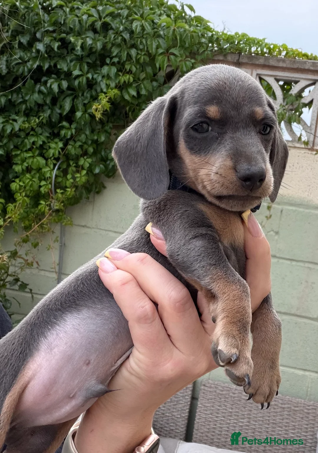 Dachshund dogs for sale: Dachshund puppies  - Advert 16