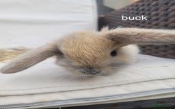 Mini Lop rabbits for sale: --Beautiful Baby Rabbits – Raised with Love & Care - Image 4