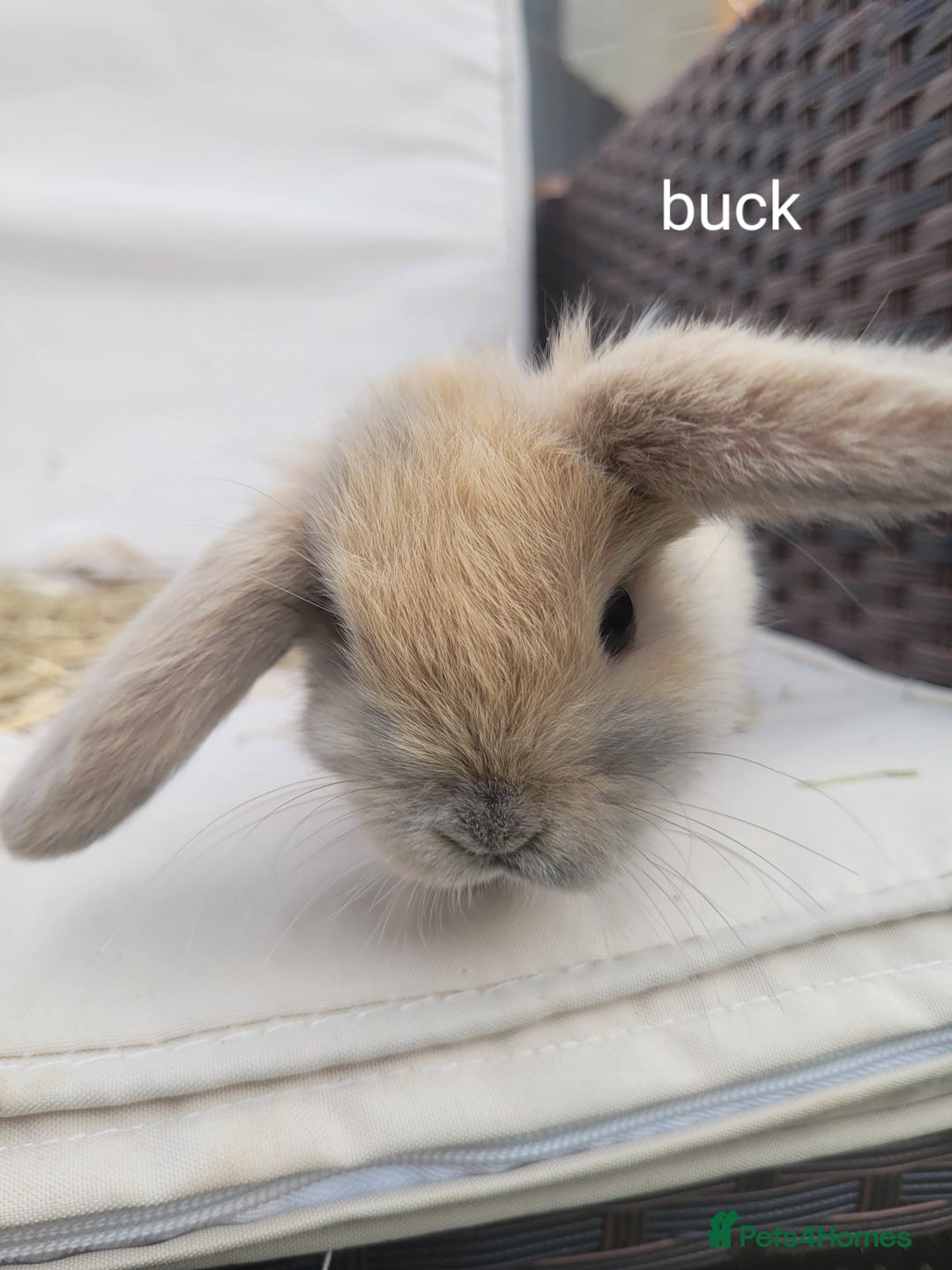 Mini Lop rabbits for sale: --Beautiful Baby Rabbits – Raised with Love & Care - Image 4