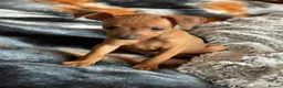 Miniature Pinscher dogs for sale: 🐾 Adorable Miniature Pinscher Puppies . - Advert 18