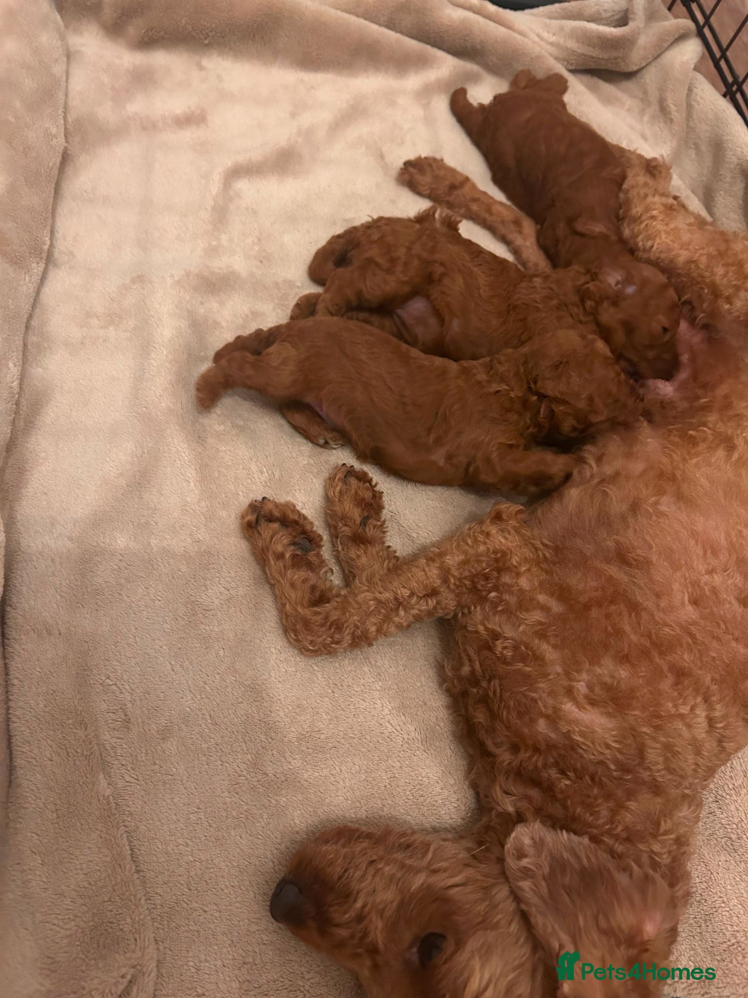 Toy Poodle dogs Toy poodle puppies  - Advert 1