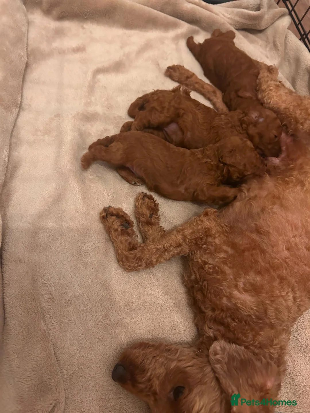 Toy Poodle dogs for sale: Toy poodle puppies  - Advert 1