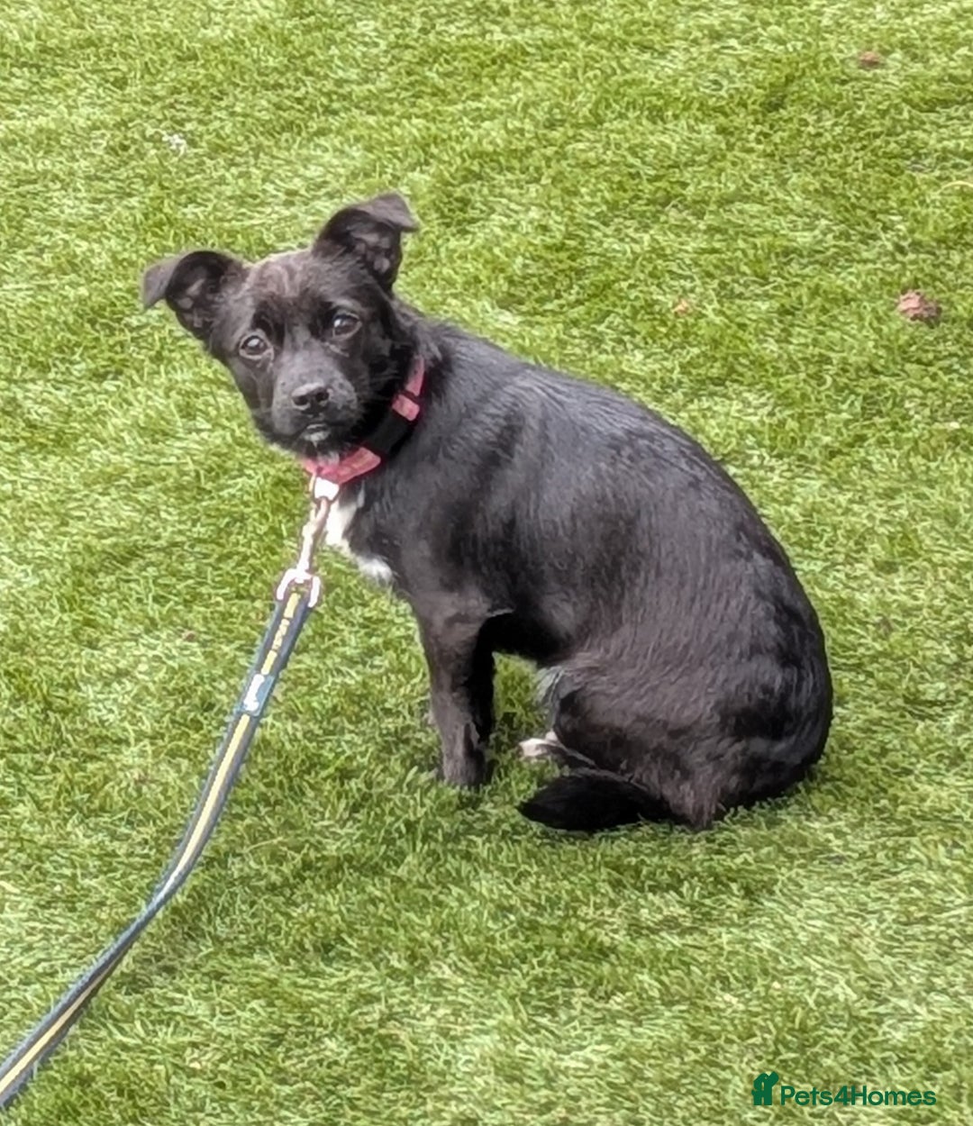 Mixed Breed dogs for sale: 8 month jack Russell/ chihuahua  - Advert 9