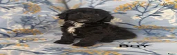 Cavapoo dogs for sale: F1 Cavapoo puppies !!! - Advert 5