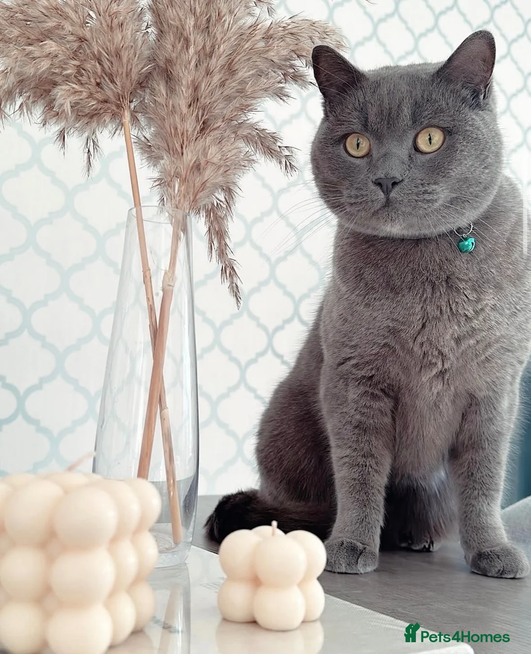 British Shorthair cats for sale: Gatsby | British Shorthair | Male | 6 Years Old - Advert 9